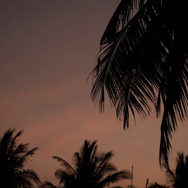 Sunset palms on Gili Trawangan